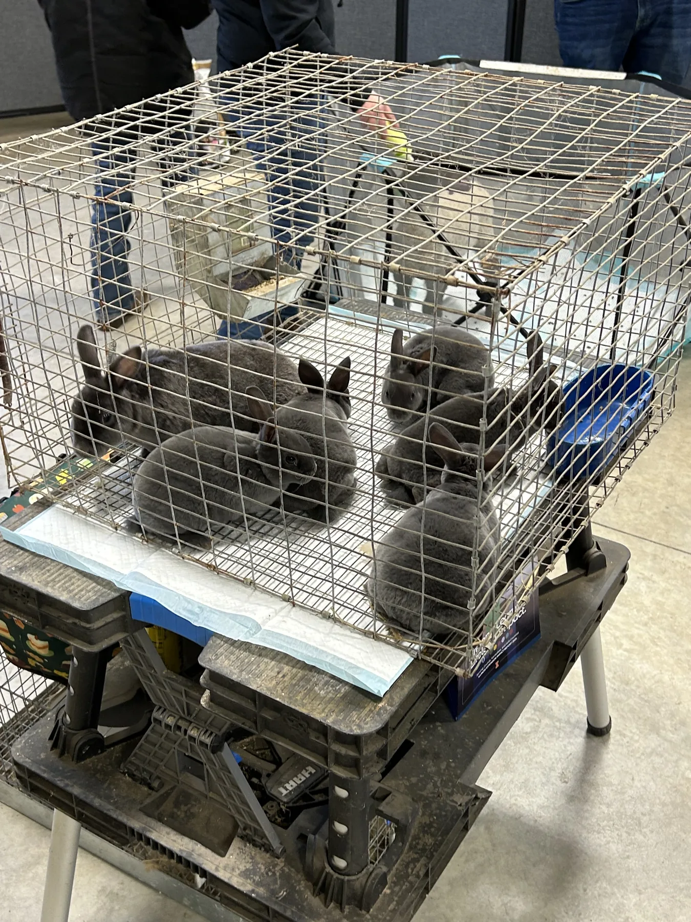 Gray rabbits visiting the Easter event